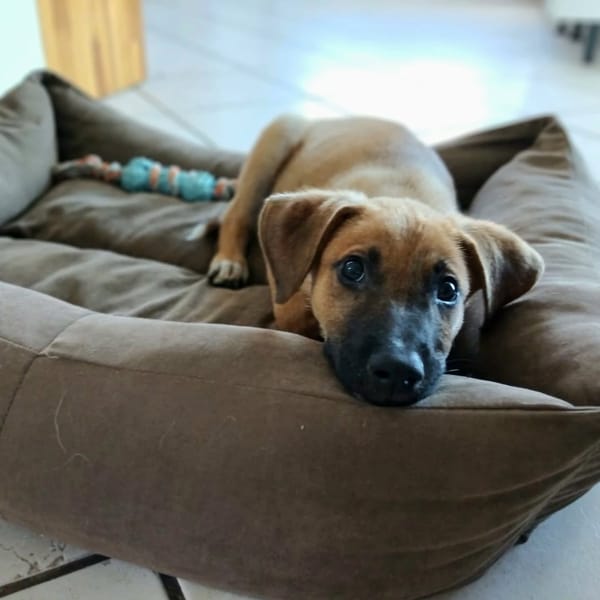 ✨️ LUCIUS ✨️ 🐶