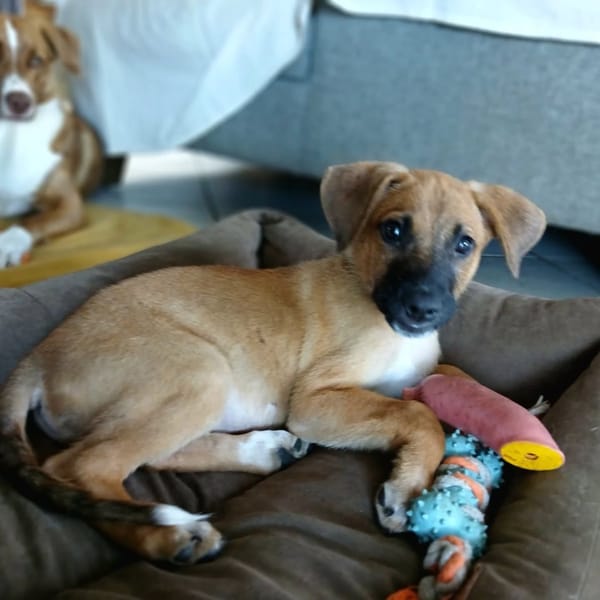 ✨️ LUCIUS ✨️ 🐶