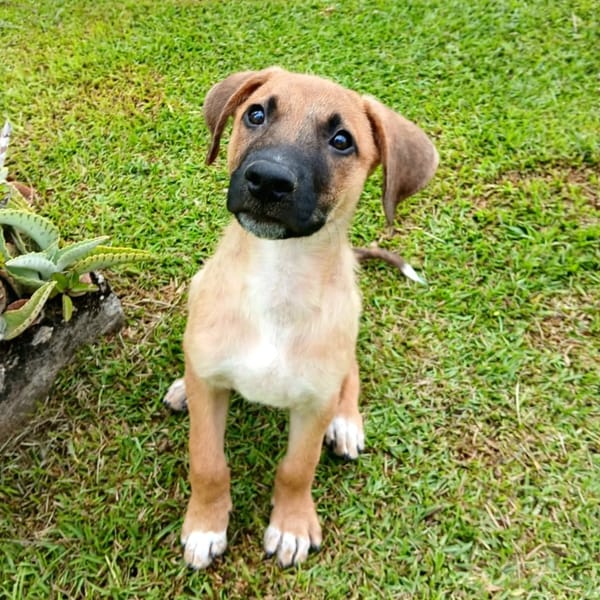 ✨️ LUCIUS ✨️ 🐶