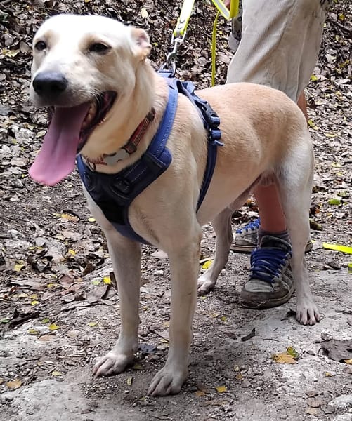 ✨️ FRANKLIN ✨️ 🐶