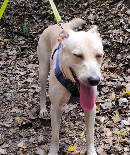 ✨️ FRANKLIN ✨️ 🐶