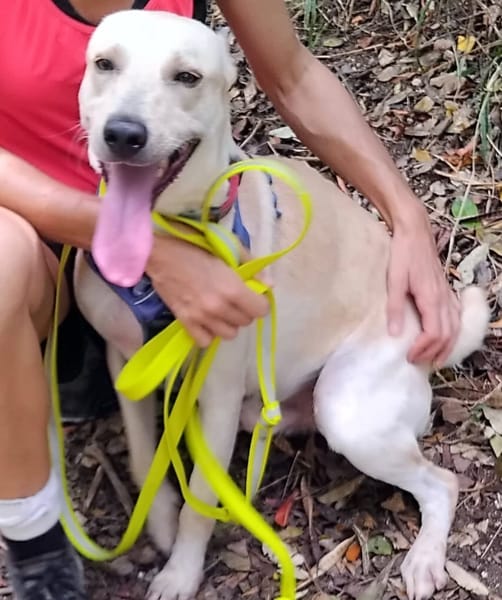 ✨️ FRANKLIN ✨️ 🐶