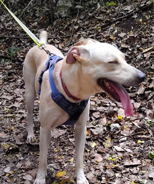 ✨️ FRANKLIN ✨️ 🐶