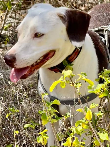 ✨️ DENISE ✨️ 🐶