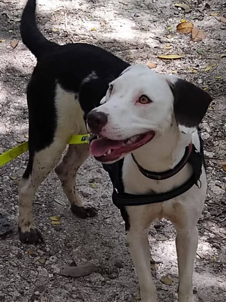 ✨️ DENISE ✨️ 🐶