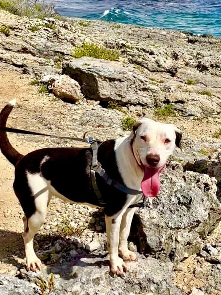 ✨️ DENISE ✨️ 🐶