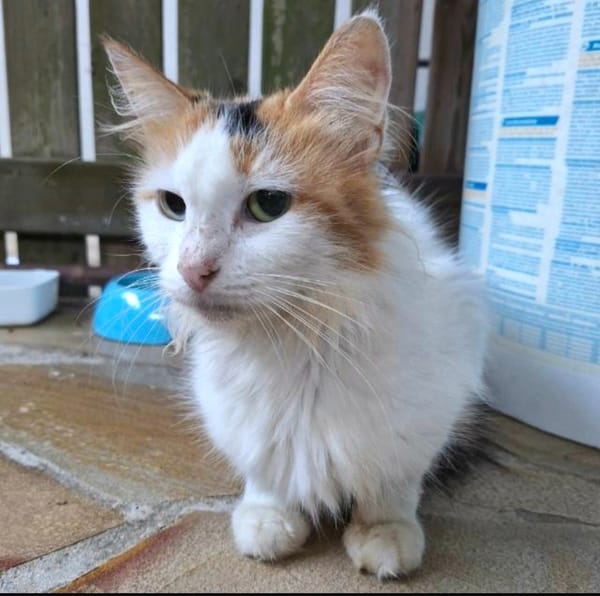 ✨️ PÉNÉLOPE ✨️ 🐱