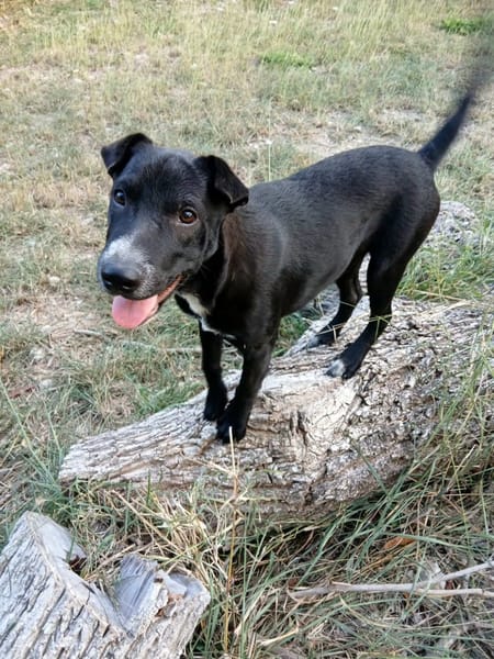 ✨️ VITO ✨️ 🐶