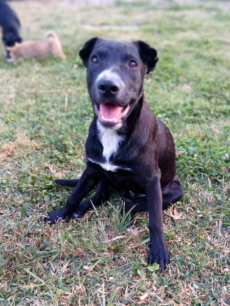 ✨️ VITO ✨️ 🐶