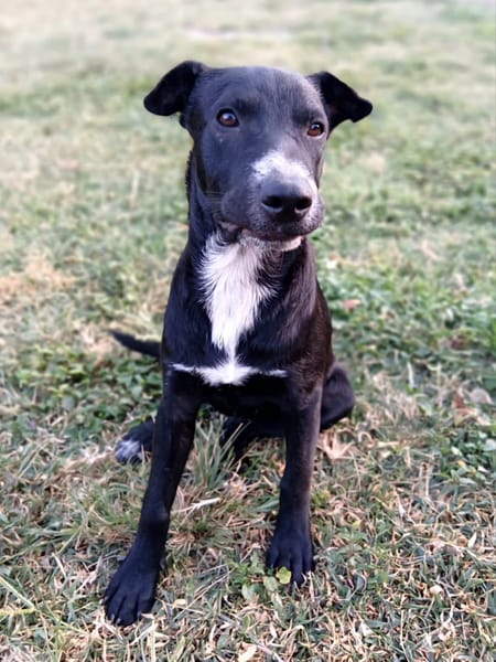 ✨️ VITO ✨️ 🐶