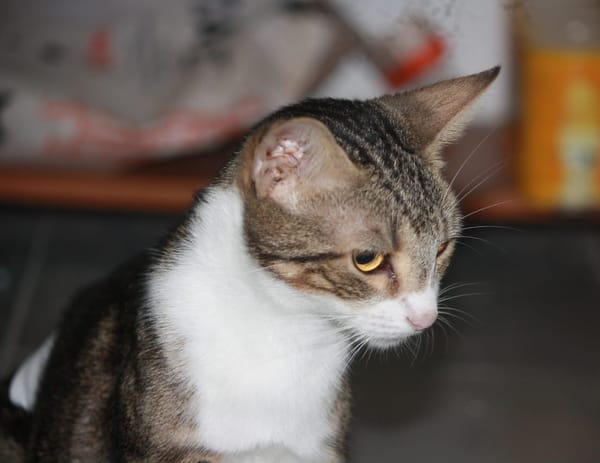 BONBONETTE, chatte européenne adulte