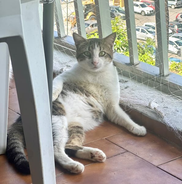 DIDIER, chat européen