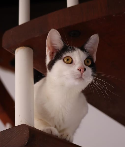 KALICY, chaton femelle européen