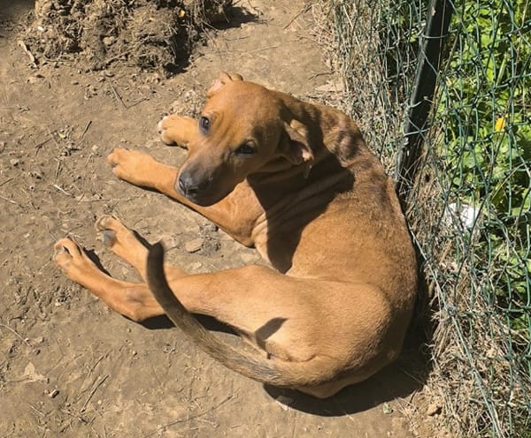 KARAMELLE, Chiot femelle Berger Créole