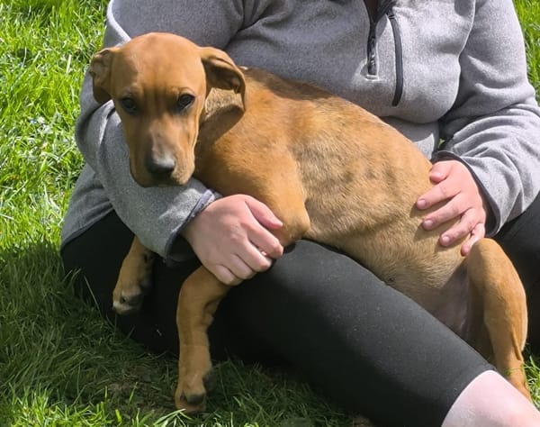 KARAMELLE, Chiot femelle Berger Créole