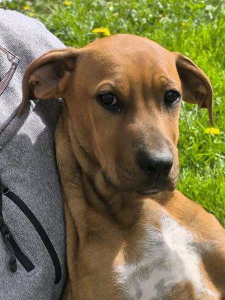 KARAMELLE, Chiot femelle Berger Créole