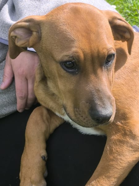 KARAMELLE, Chiot femelle Berger Créole