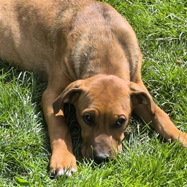 KARAMELLE, Chiot femelle Berger Créole