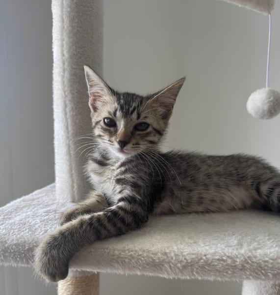 MISTY, Chaton femelle européen