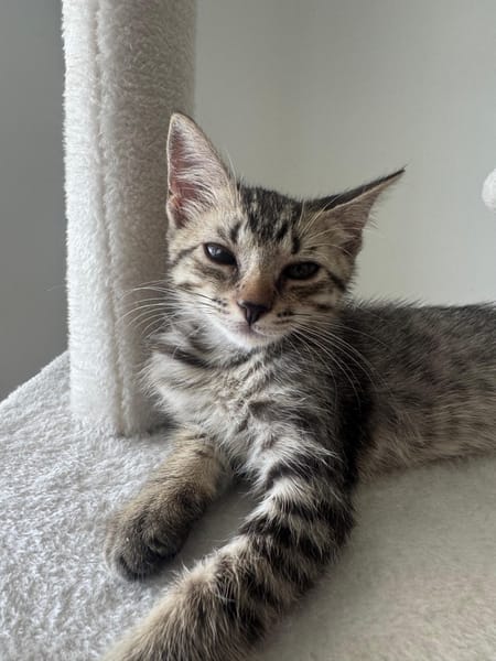 MISTY, Chaton femelle européen