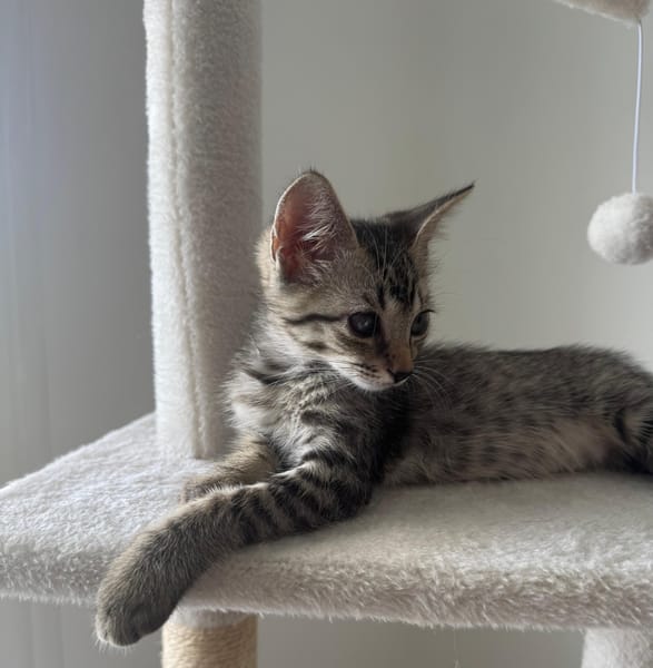 MISTY, Chaton femelle européen