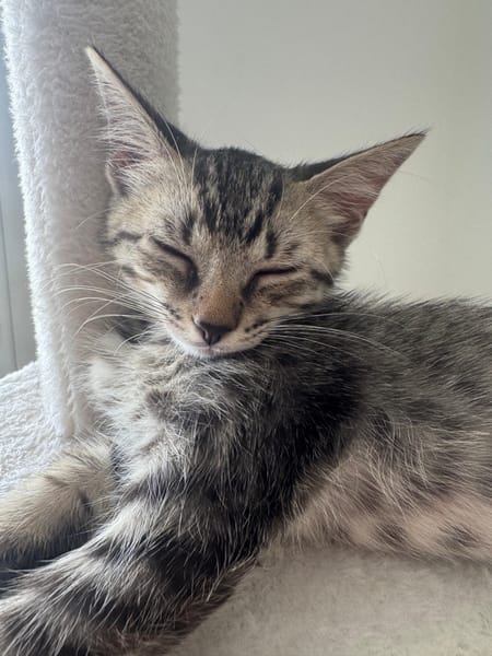 MISTY, Chaton femelle européen