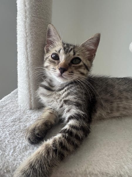 MISTY, Chaton femelle européen