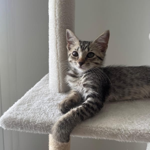 MISTY, Chaton femelle européen