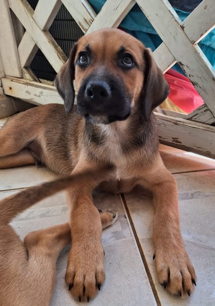 RAYLEUR, Chiot Berger Créole mâle