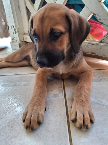 RAYLEUR, Chiot Berger Créole mâle