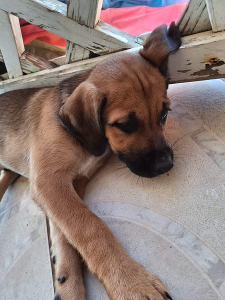 RAYLEUR, Chiot Berger Créole mâle