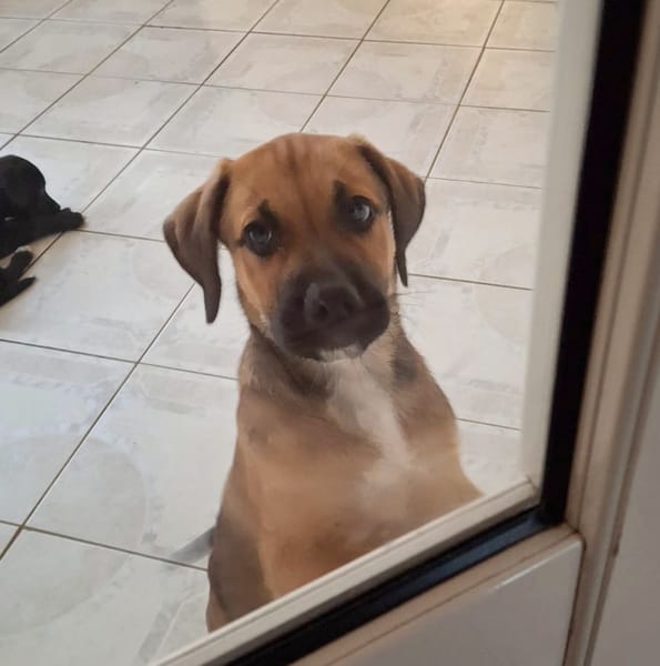 RAYLEUR, Chiot Berger Créole mâle