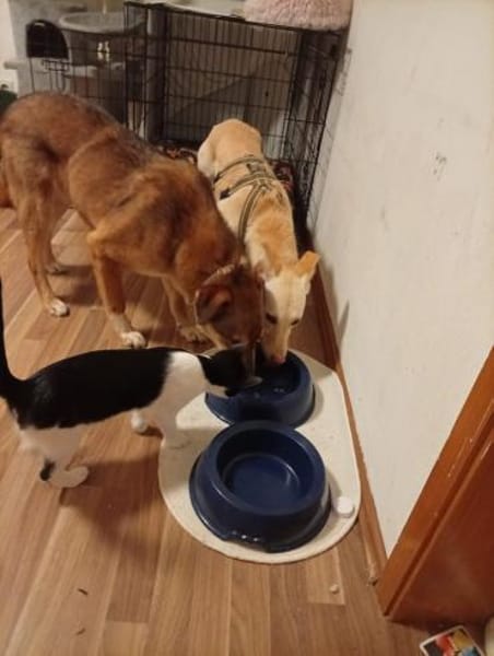 Milow  ein absoluter Herzenshund