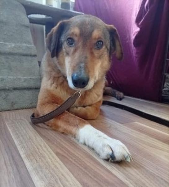 Milow  ein absoluter Herzenshund