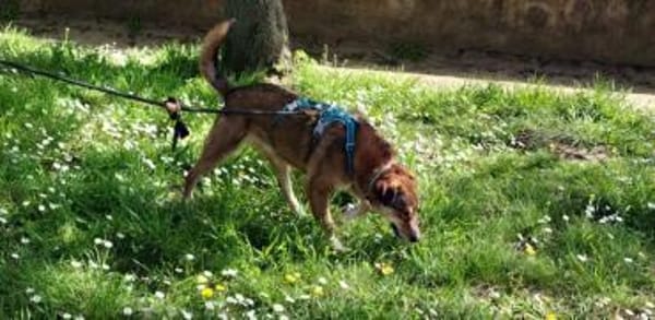 Milow  ein absoluter Herzenshund