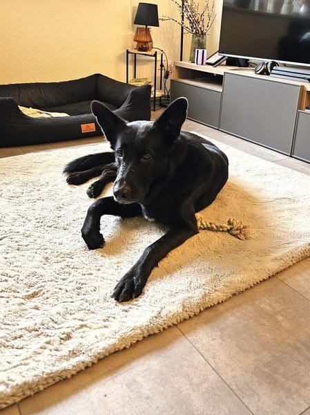 Alma sucht ihr neues Zuhause