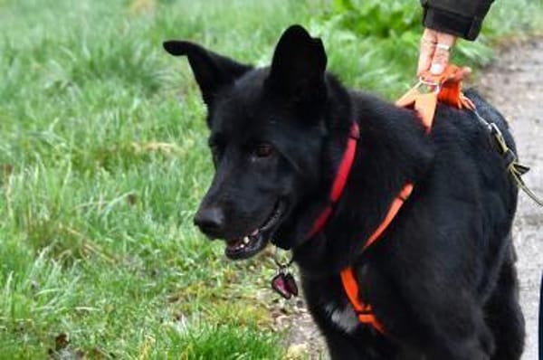 Alma sucht ihr neues Zuhause