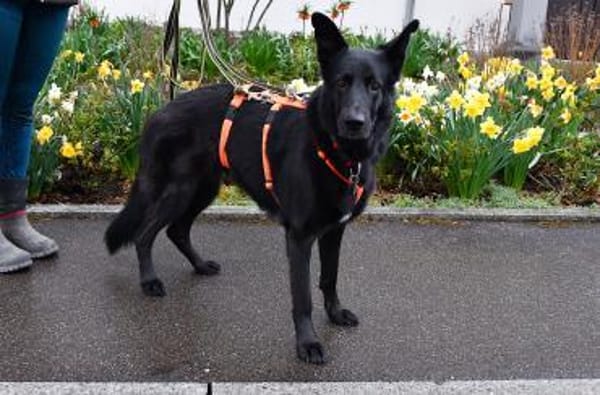 Alma sucht ihr neues Zuhause