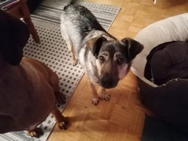 Liebe Hundeomi KATE sucht ♥