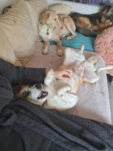 DARCY ist ein liebevolles Mädchen ♥