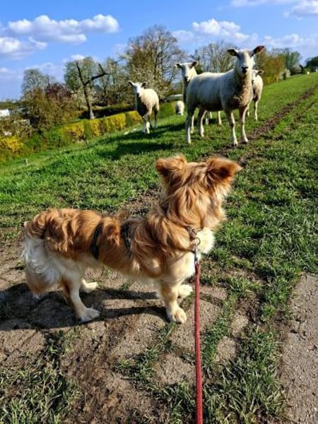 Vom schüchternen Gast zum  Entdecker