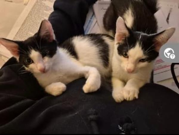 Binx & Zeus Verspieltes Kittenpärchen