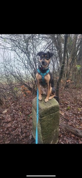 Anton sucht sein Für-immer-Zuhause! 🐾✨