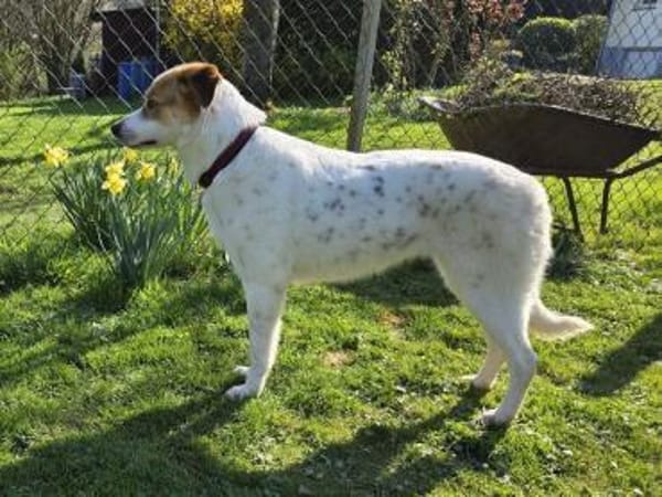 BRAJA-wundervolle Hündin, 54 cm