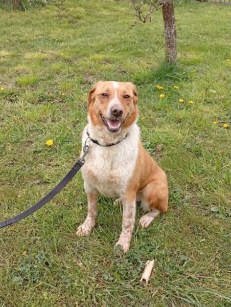 Cora - ruhig, stubenrein, bleibt alleine