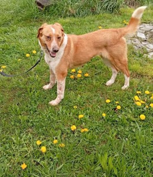 Cora - ruhig, stubenrein, bleibt alleine