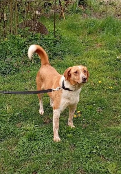 Cora - ruhig, stubenrein, bleibt alleine