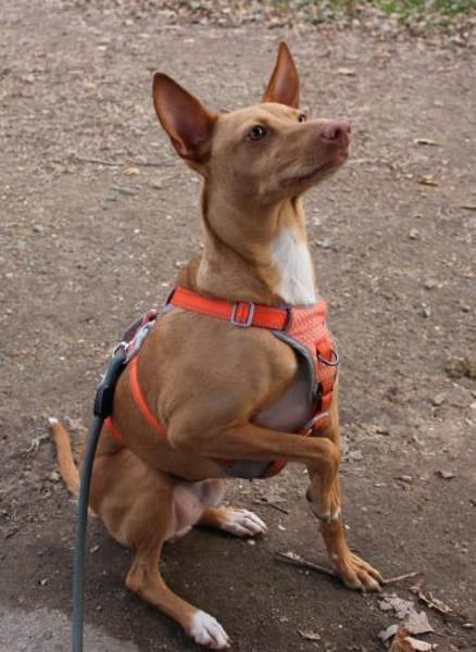 Gerardo - sucht ein neues Zuhause