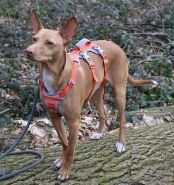 Gerardo - sucht ein neues Zuhause