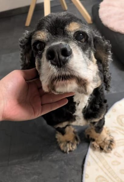 💙 Jimmy💙 such ein neues Zuhause